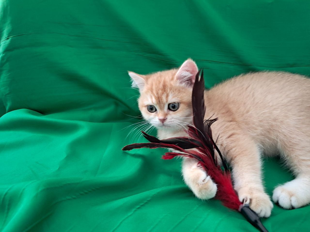 Бьянка BRI NY12