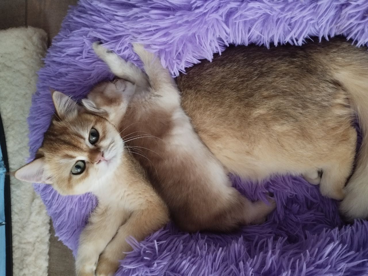 Кошка золотая шиншилла