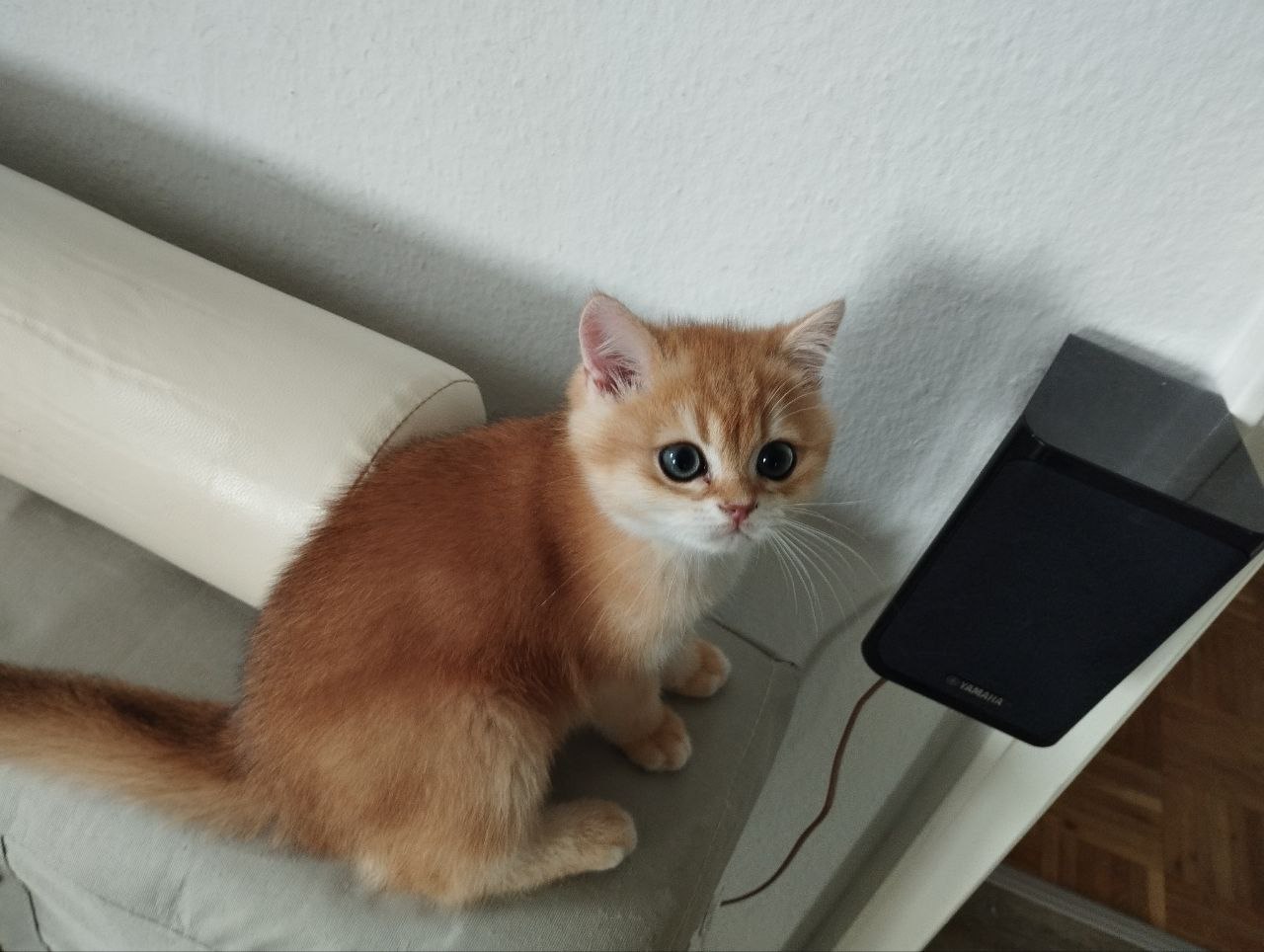 Дионис BRI AU12