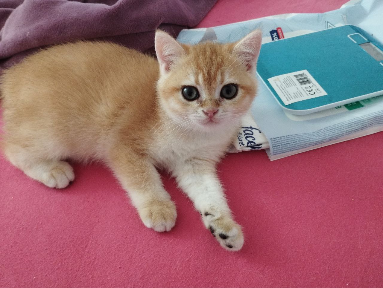 Елисей BRI NY12