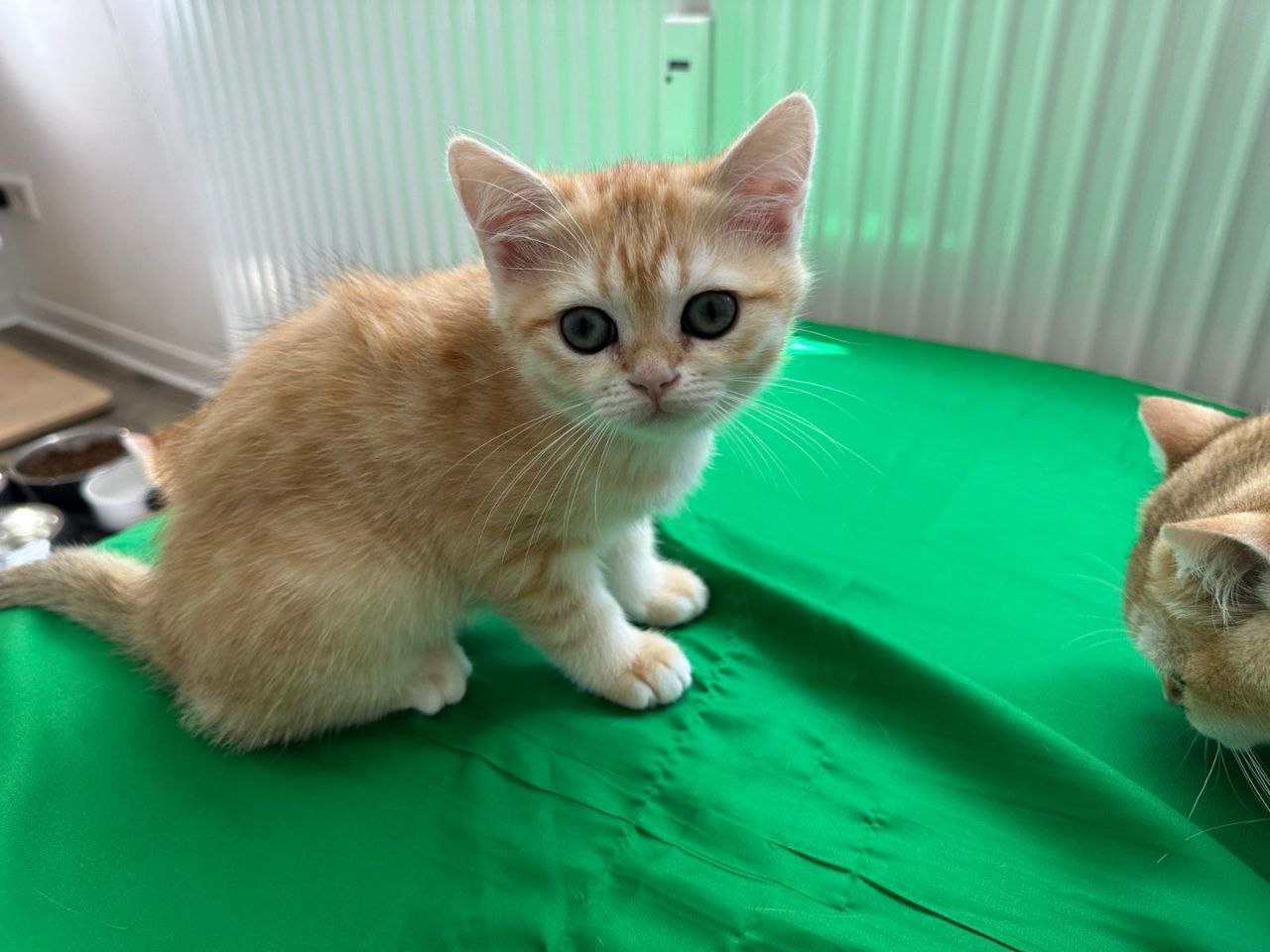 Эсмеральда BRI NY12