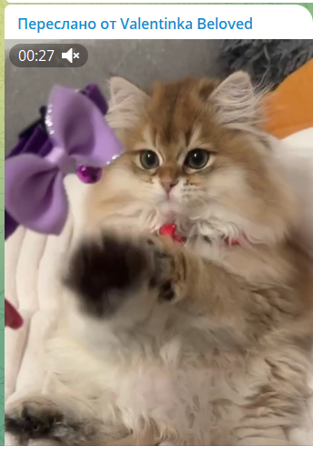 Котёнок у семьи 1