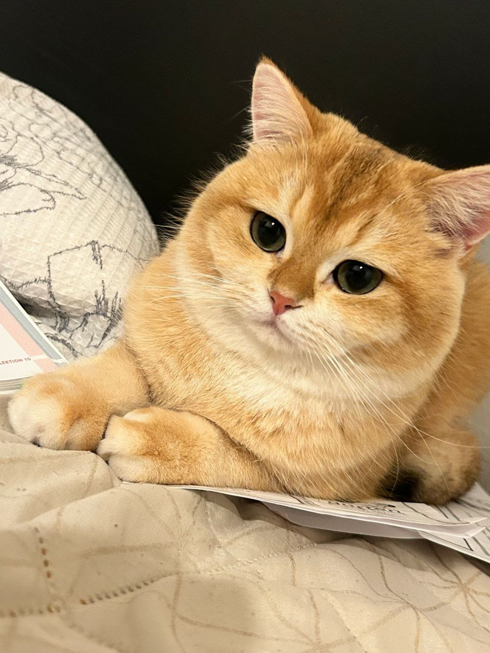 Котёнок у семьи 3