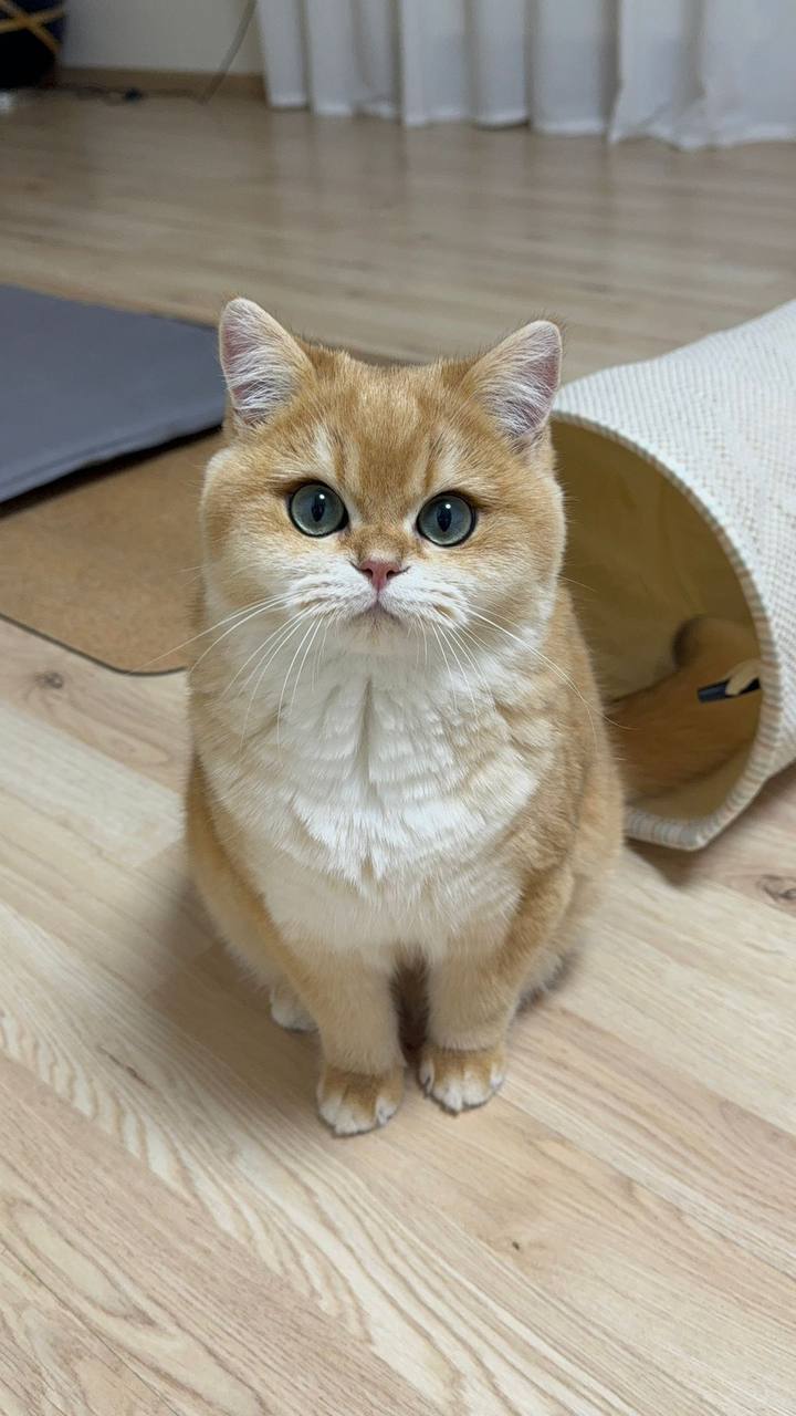 Котёнок у семьи 5